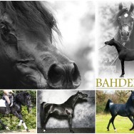 Bahdeiro SLM - standing at stud